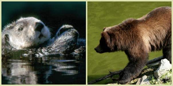 The Otters, Raptors & Bears - Oh My! tour.