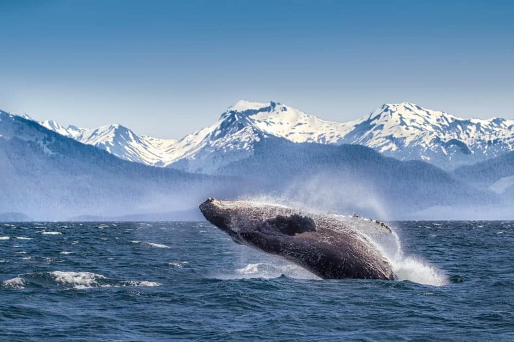 Alaska whale