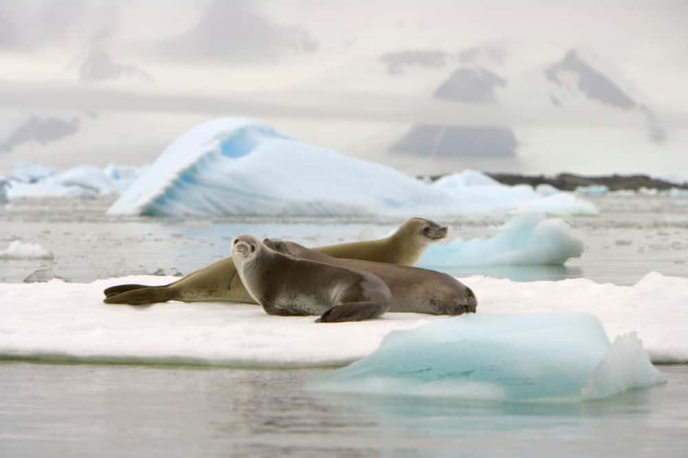 sea lions on glacier