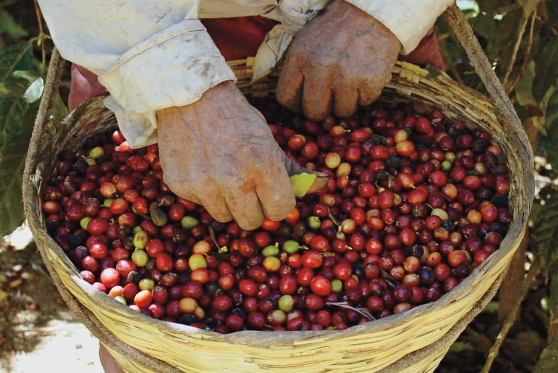 Post: Java, Joe and Brew … These Top Tours Explore the World of Coffee