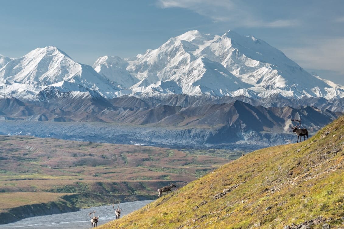 Post: Discover Alaska’s Denali on These 5 Memorable Shore Excursions