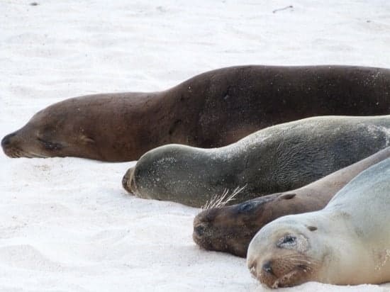 A group of seals resting on the beach