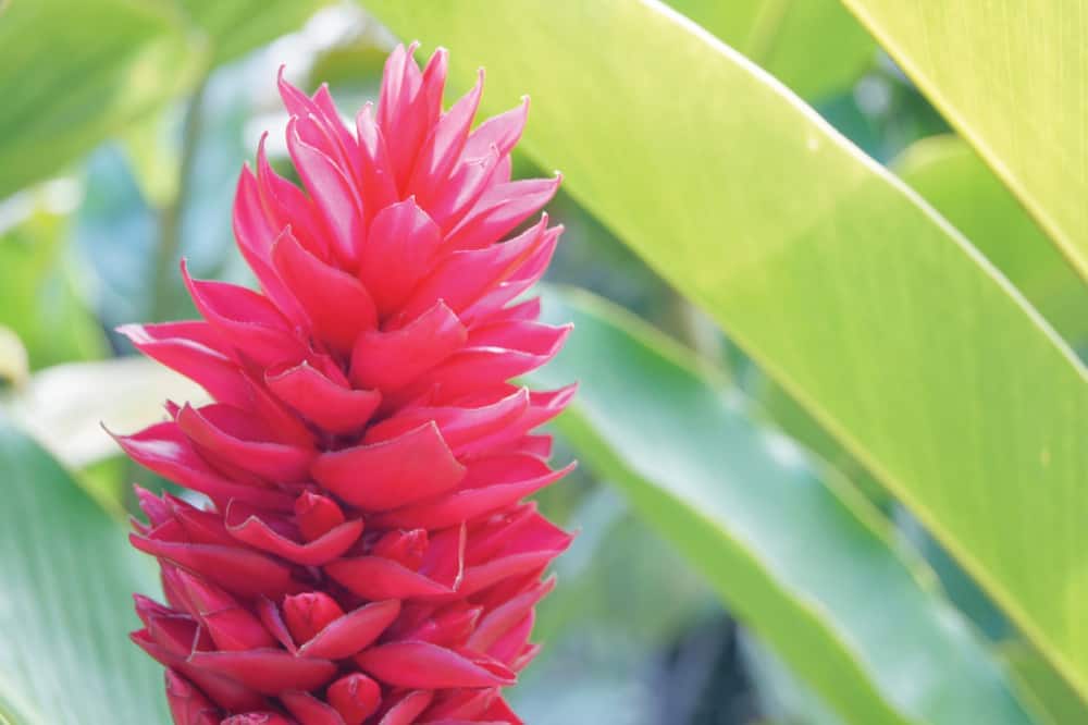 Flower of the Red Ginger plant on Moorea, French Polynesia