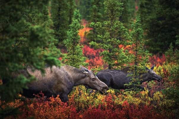 Moose, Bears & Caribou, Oh My! Getting to Know 'The Big Five' Animals of  Alaska | Holland America Line