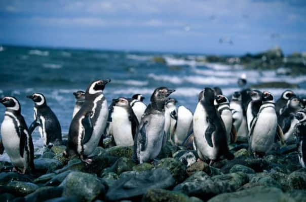 Magdalena Island is home to Magellan penguins. 