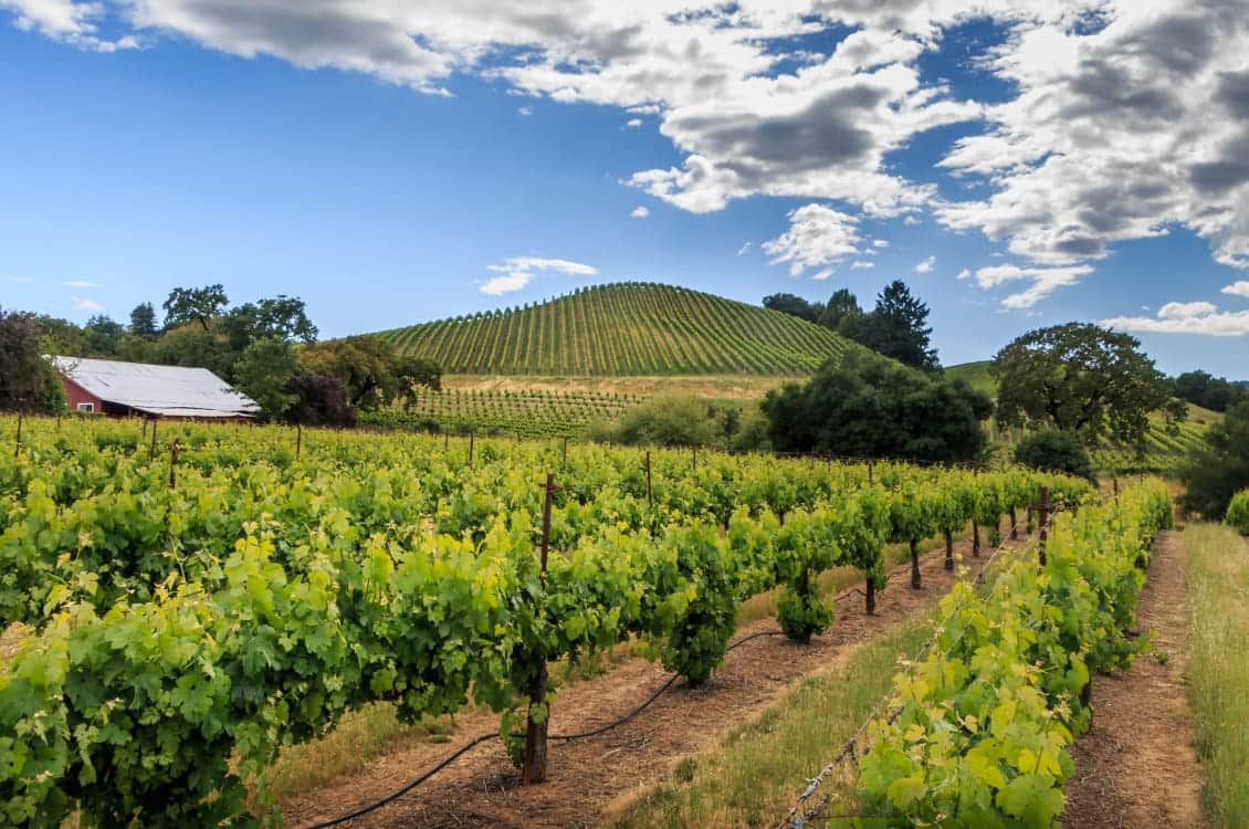 Post: Top Tours for Wine Lovers on the ‘Wine Country & Pacific Northwest’ Cruises