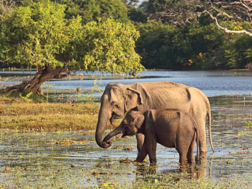 a mother and baby elephant at a water hole in yala national park sri lanka