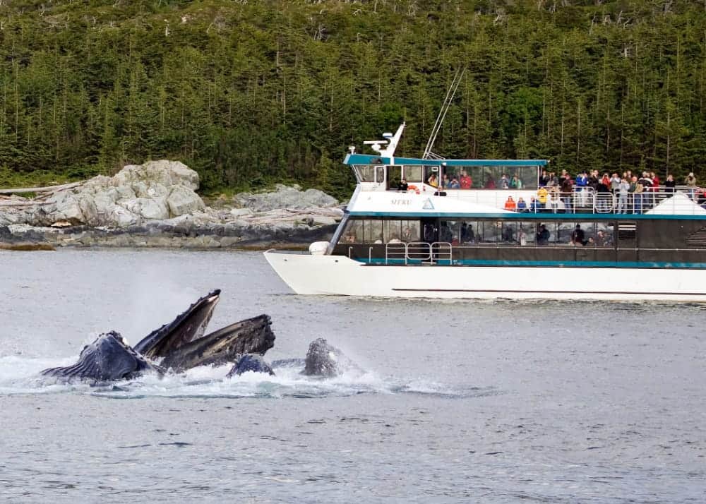 whale watching in alaska