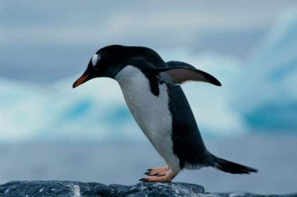 Gentoo penguins can be found in the Falkland Islands. 