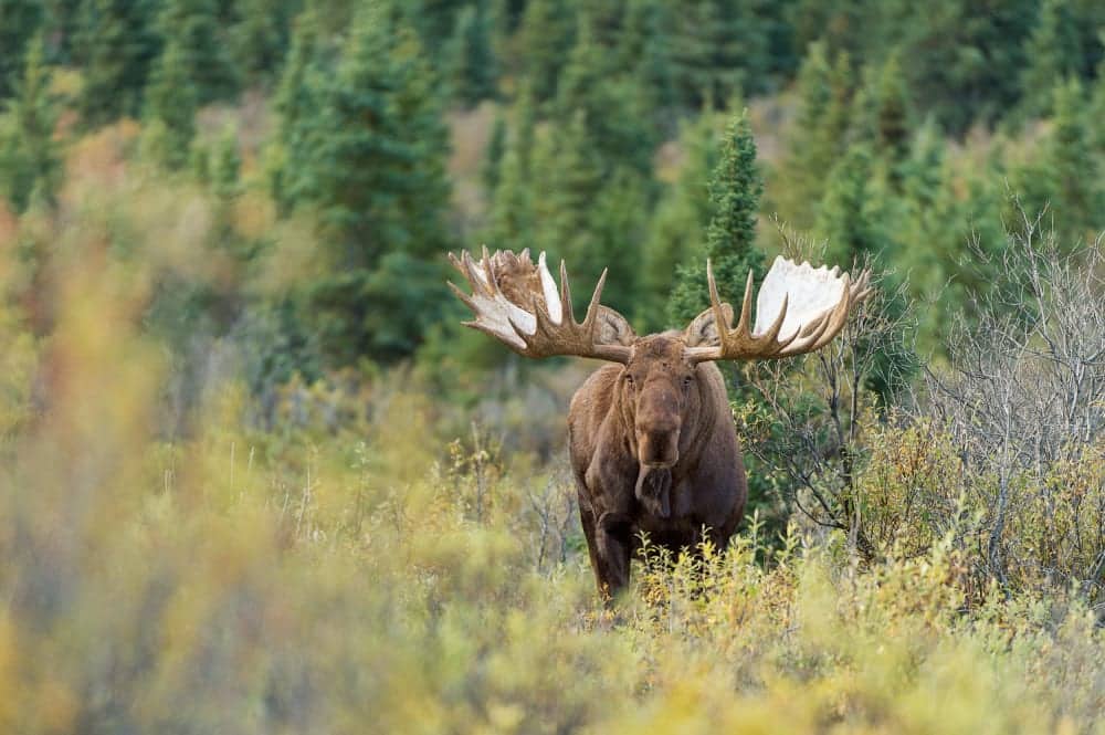 A bull moose looks warily ahead.