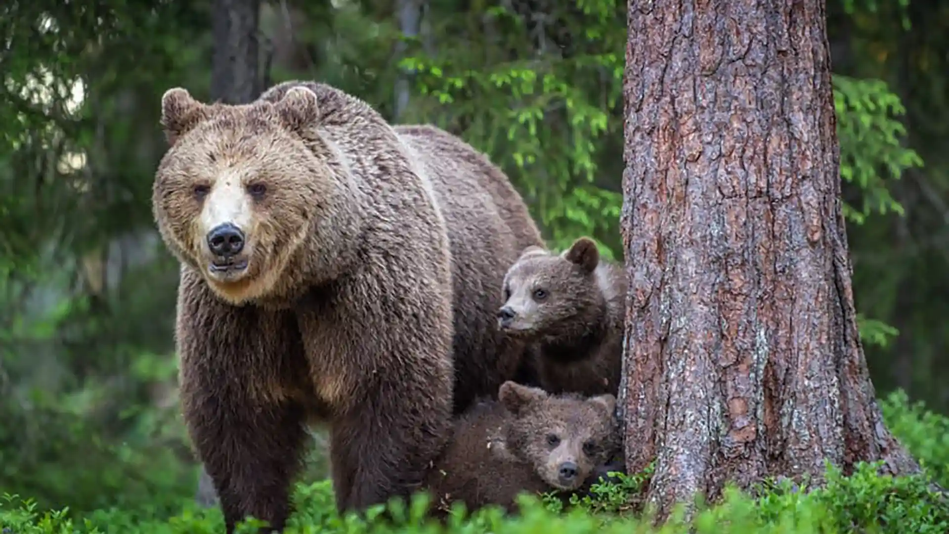 Wildlife Watching in Yukon View of bear with cubs near tree.