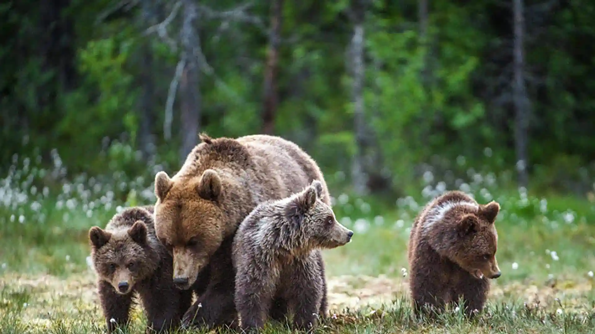 Big bear and cubs walk through meadow.