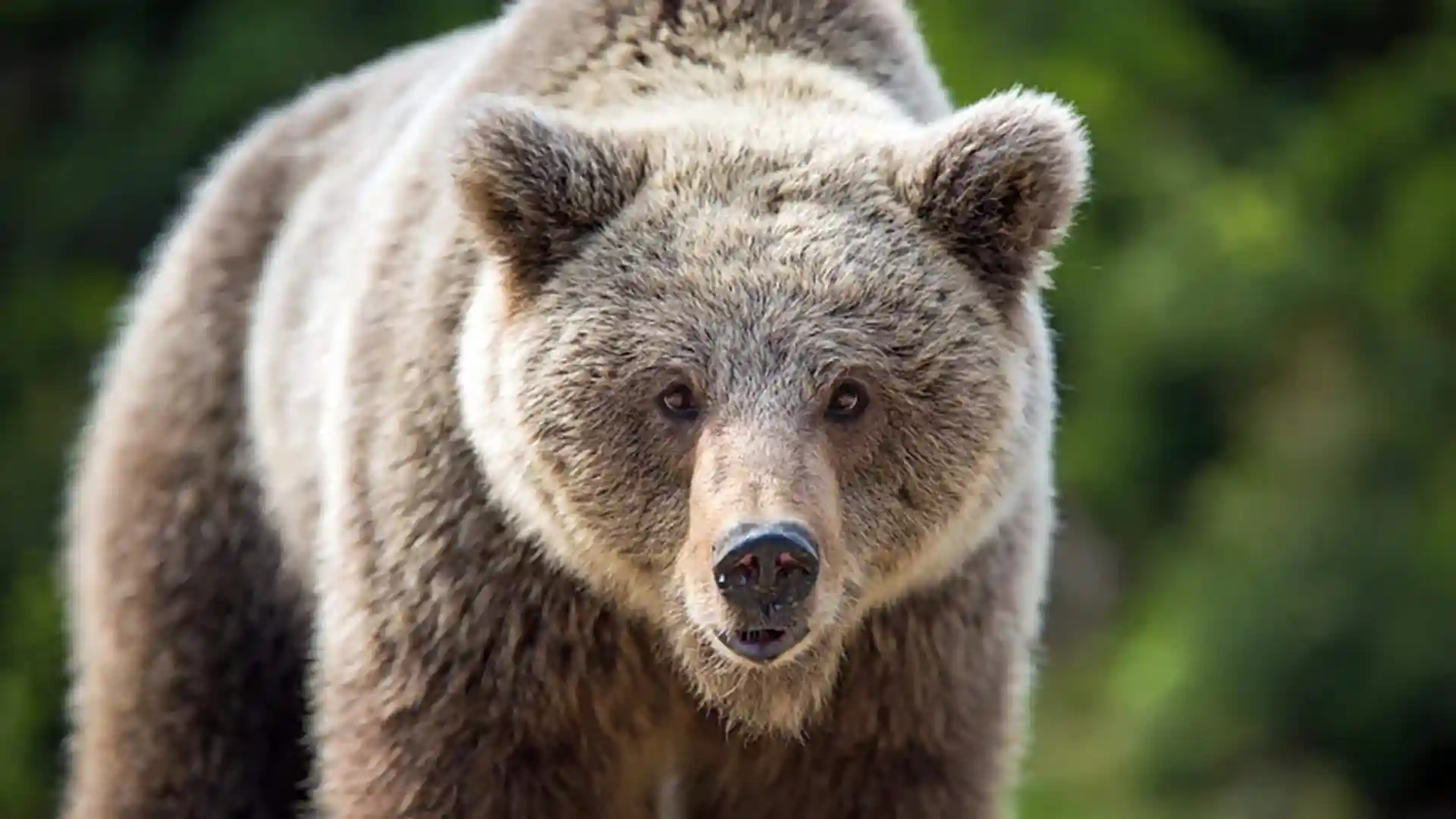 View of big brown bear with blurred trees in background.