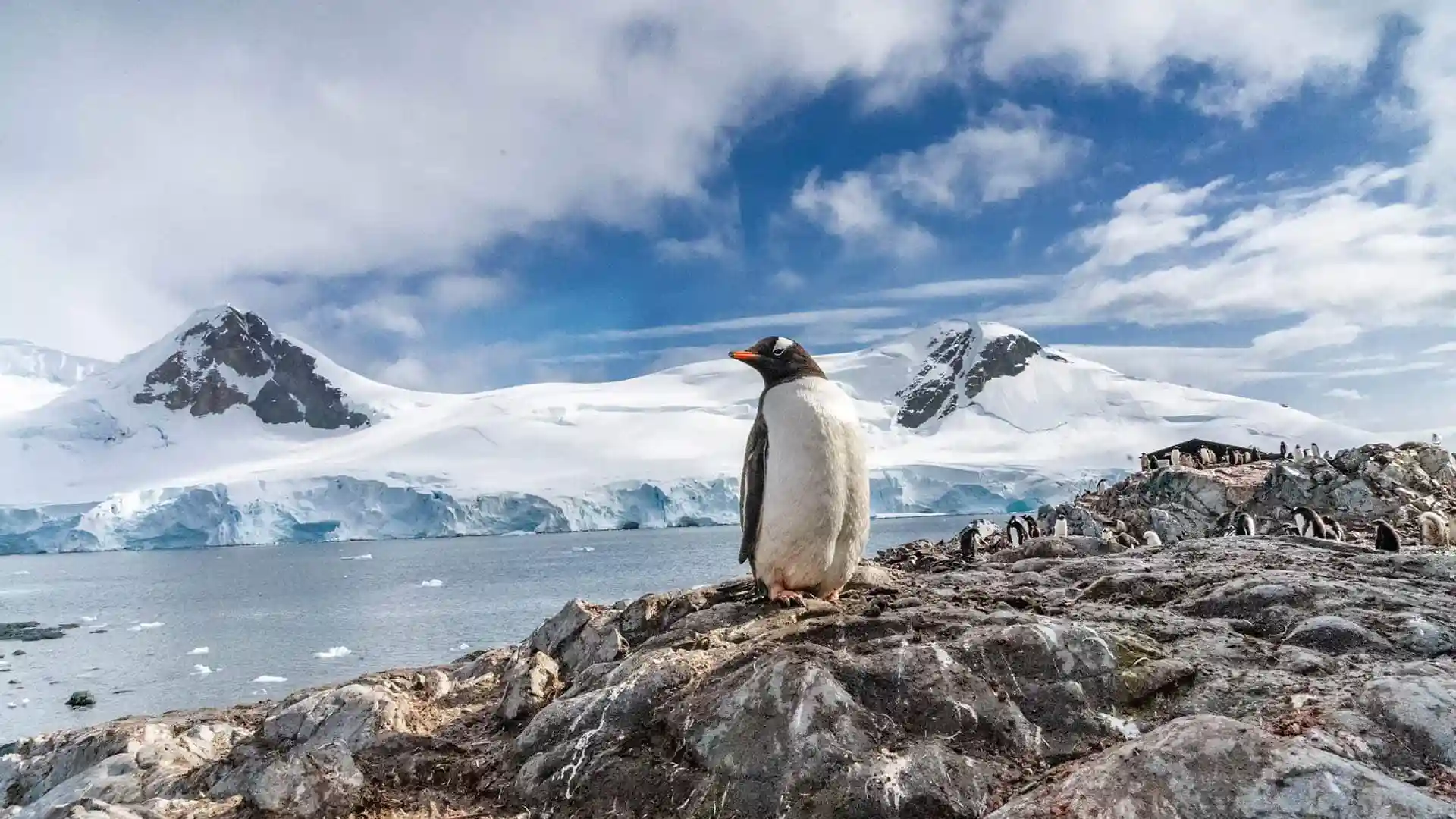 Penguin in Antarctica, standing on rocky land with snow-covered landscape in background.