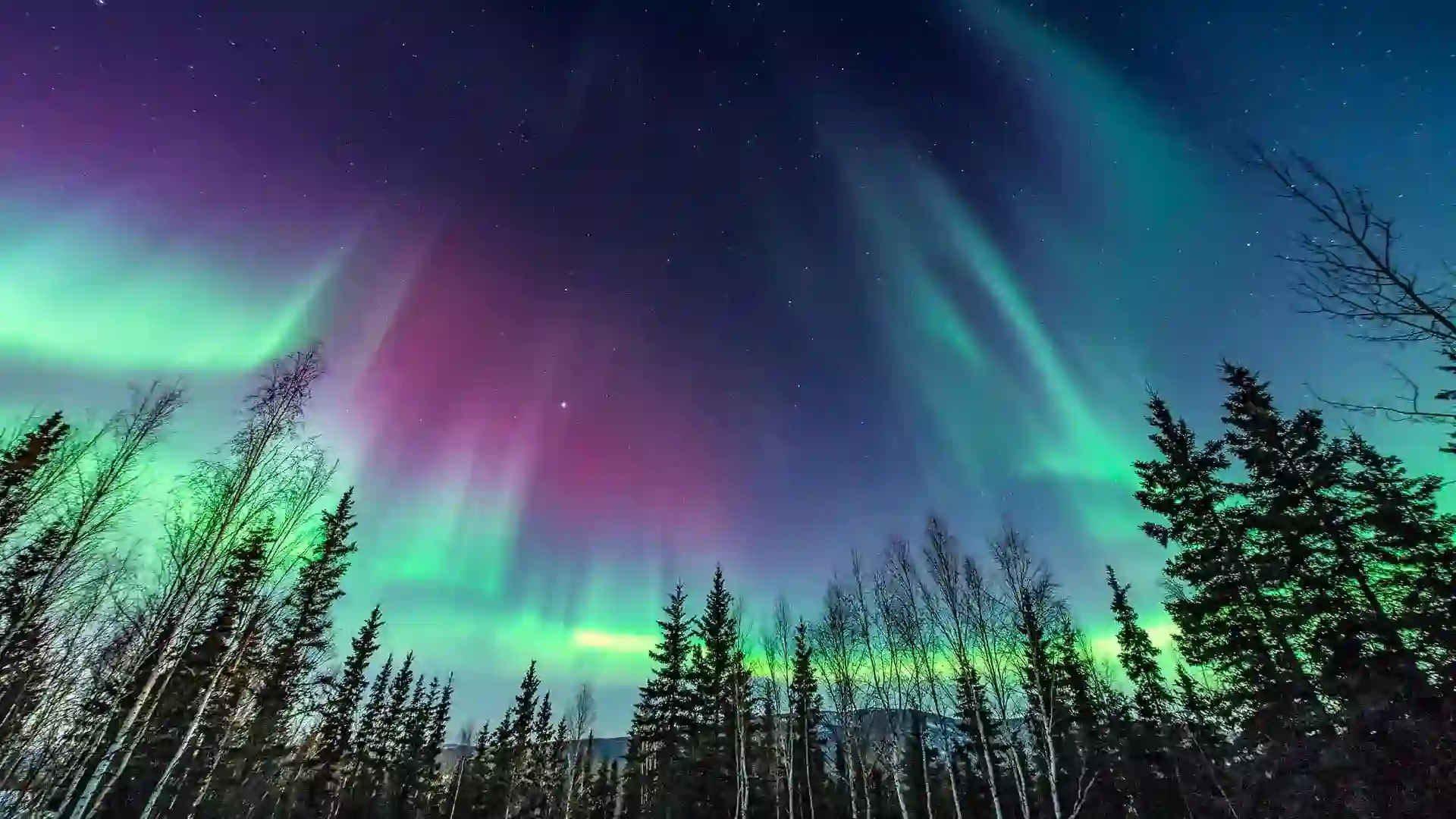 View of Northern Lights above tall trees and mountain landscape.