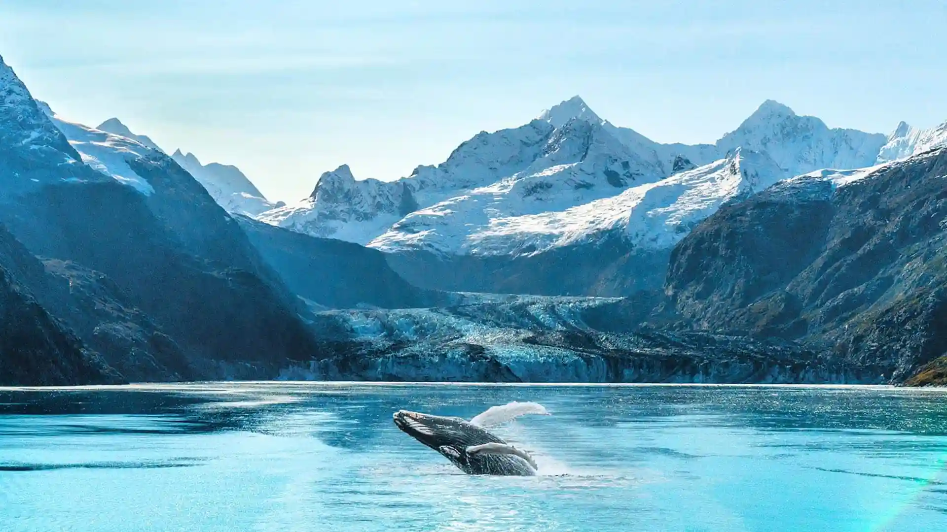 View of whale breaching waters in Glacier Bay, Alaska, with snowcapped mountains in background.