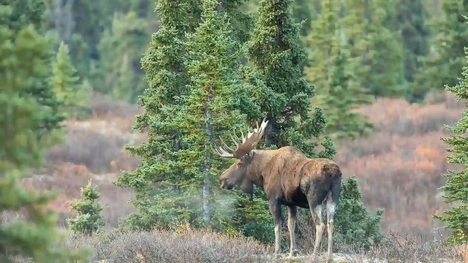 View of moose and tall trees.