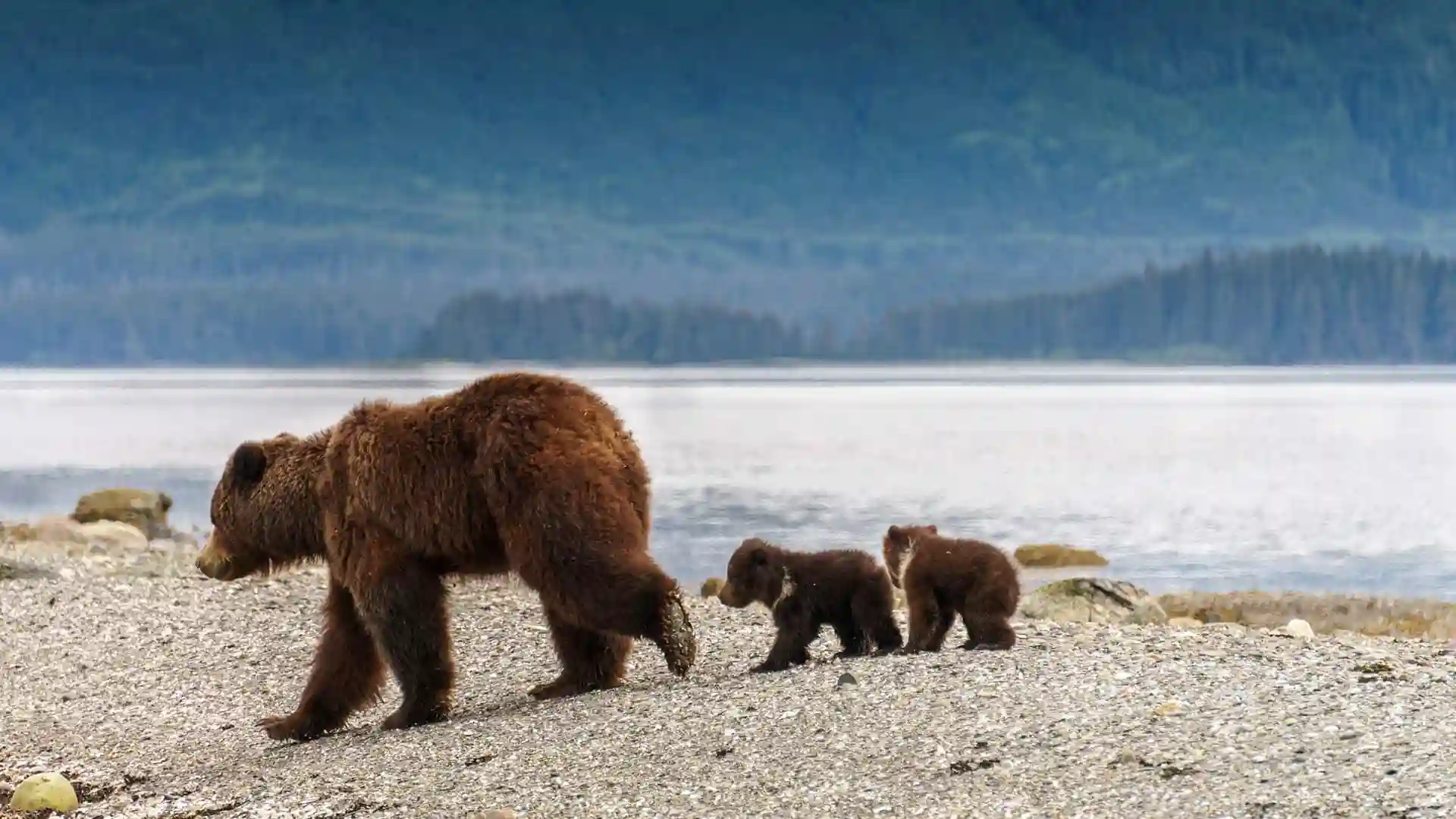 View of bears walking along shore in Canada, with water and lush forest in background.