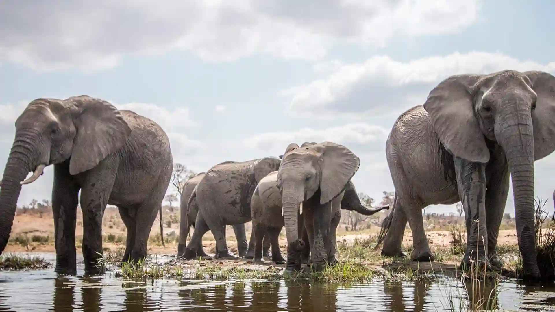 Elephants drinking water in Kruger National Park in South Africa.