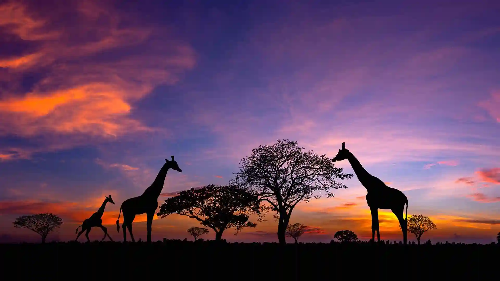 Giraffes roaming during sunset in Africa.