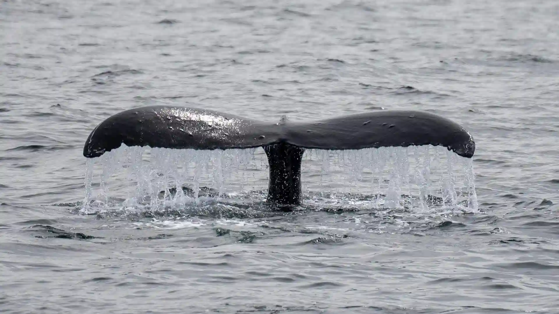 View of whale tail above ocean waters.