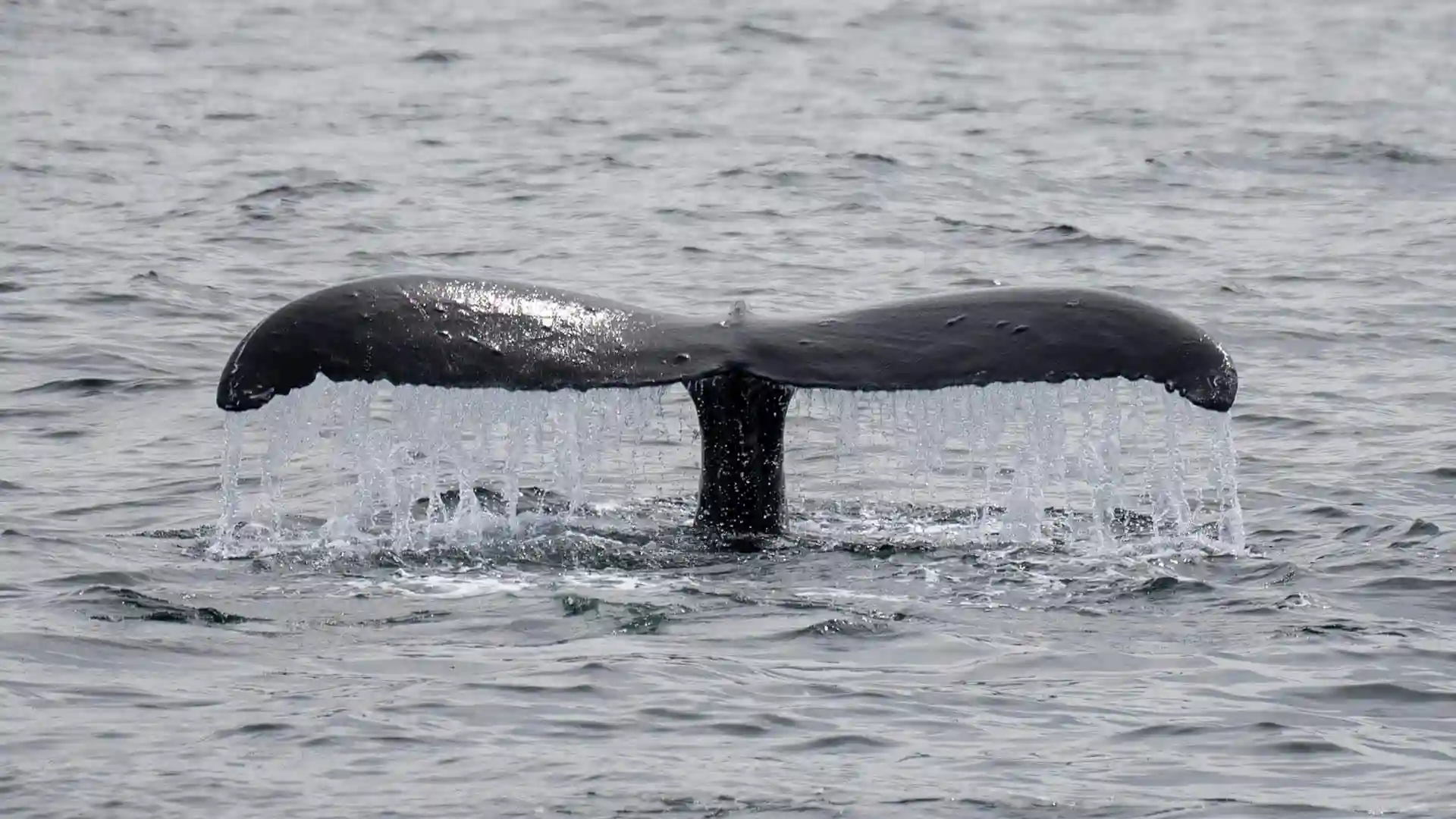 Whale Tail View of whale tail above ocean waters.
