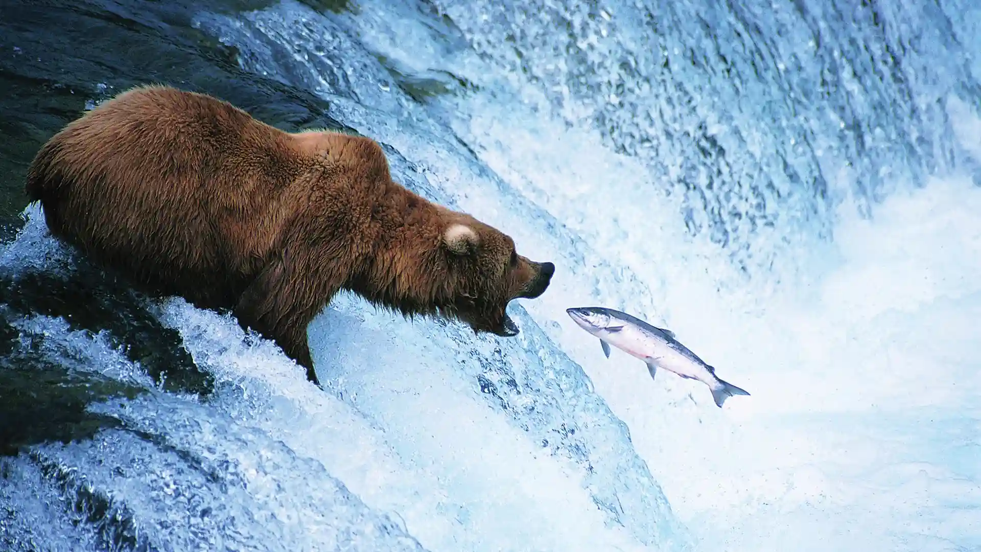 View of bear trying to catch salmon out of water.