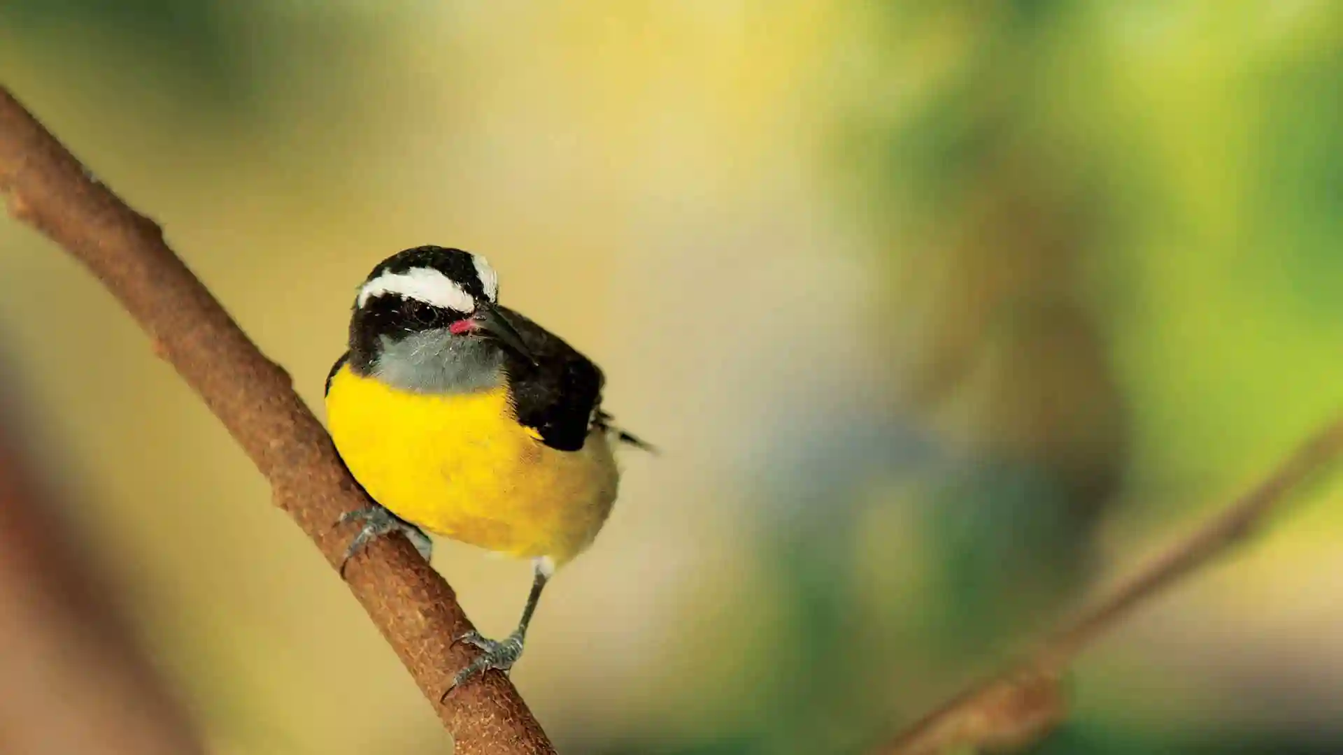 Yellow, white and black tropical bird on branch.