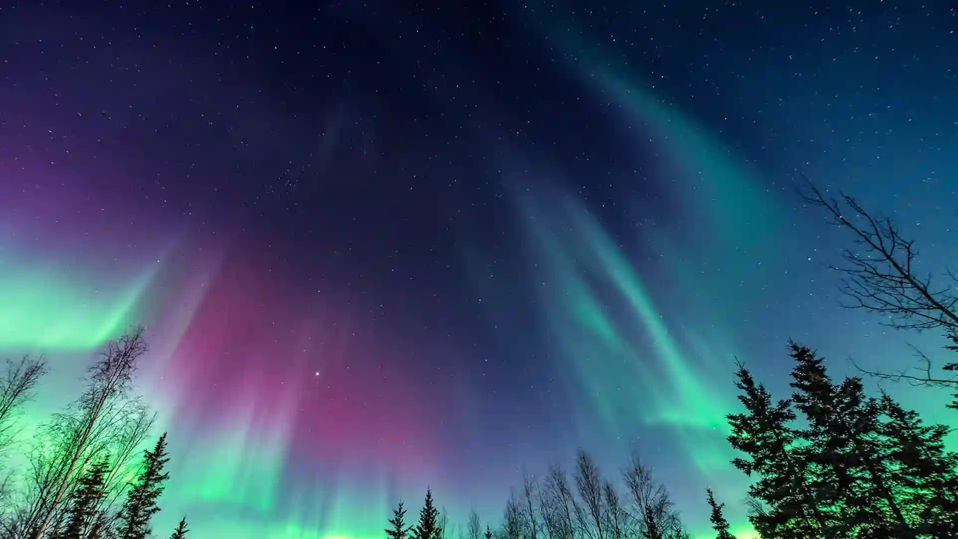 View of Northern Lights above trees in Alaska.