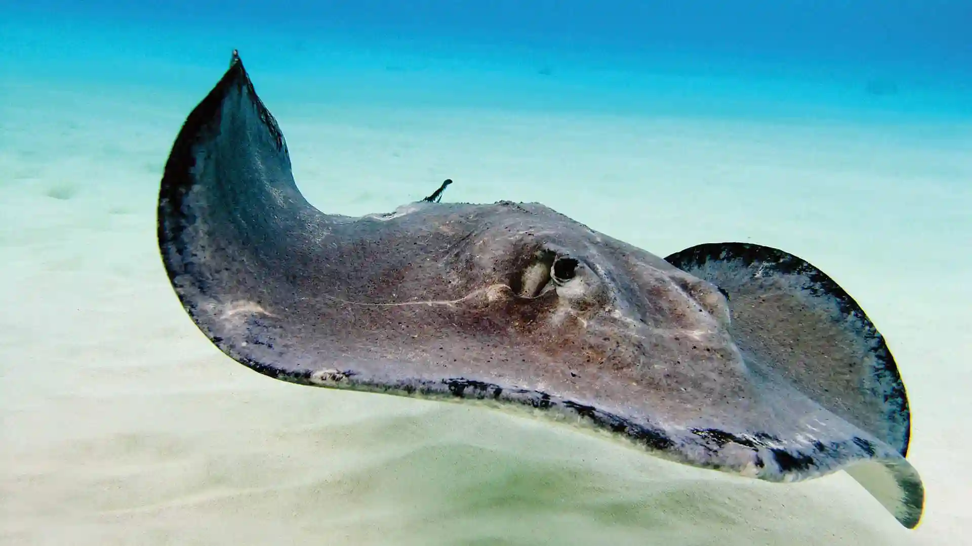 Stingray swimming underwater.