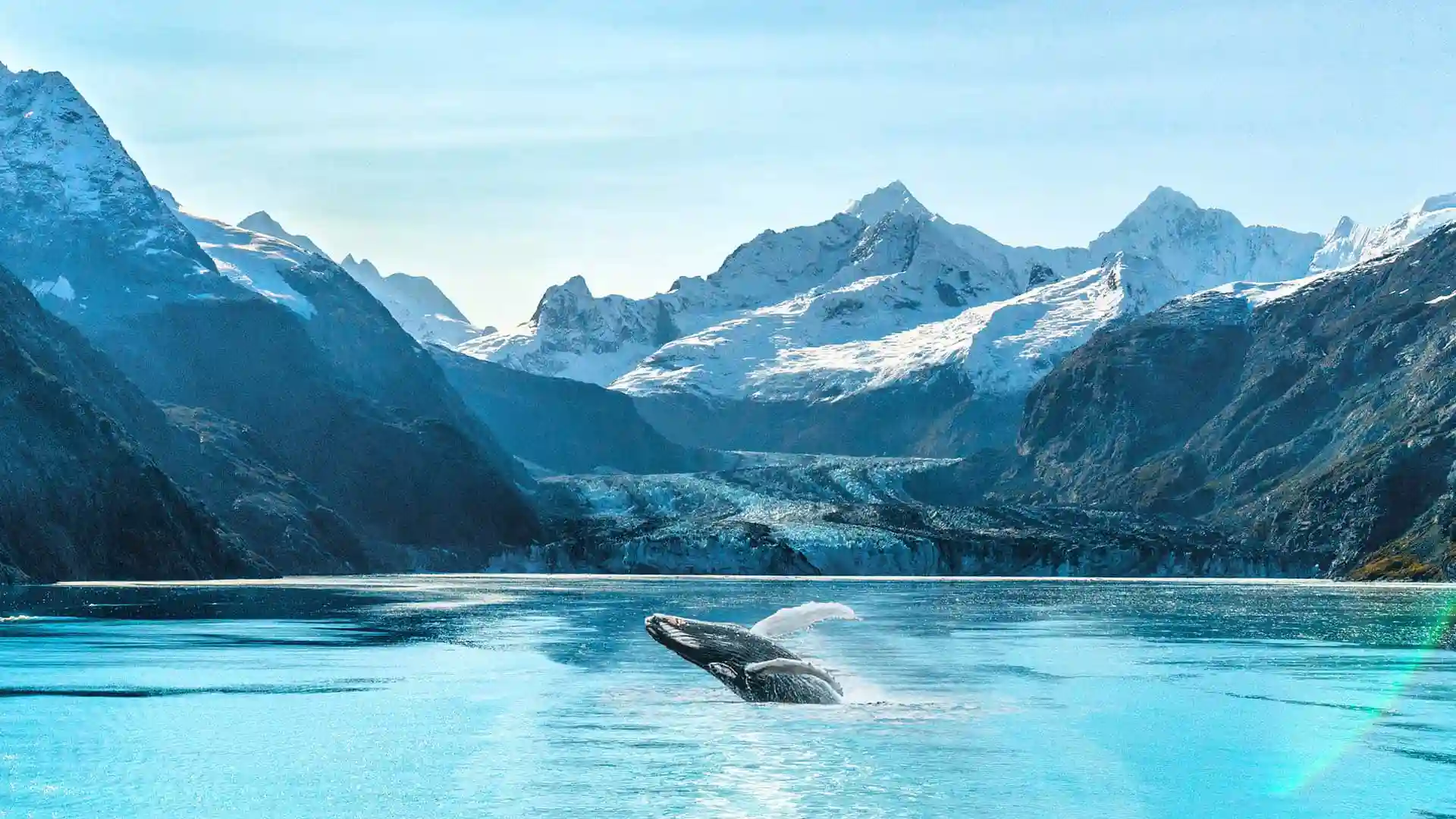 Whale jumping out of water in Glacier Bay, Alaska, surrounded by snowcapped mountains.