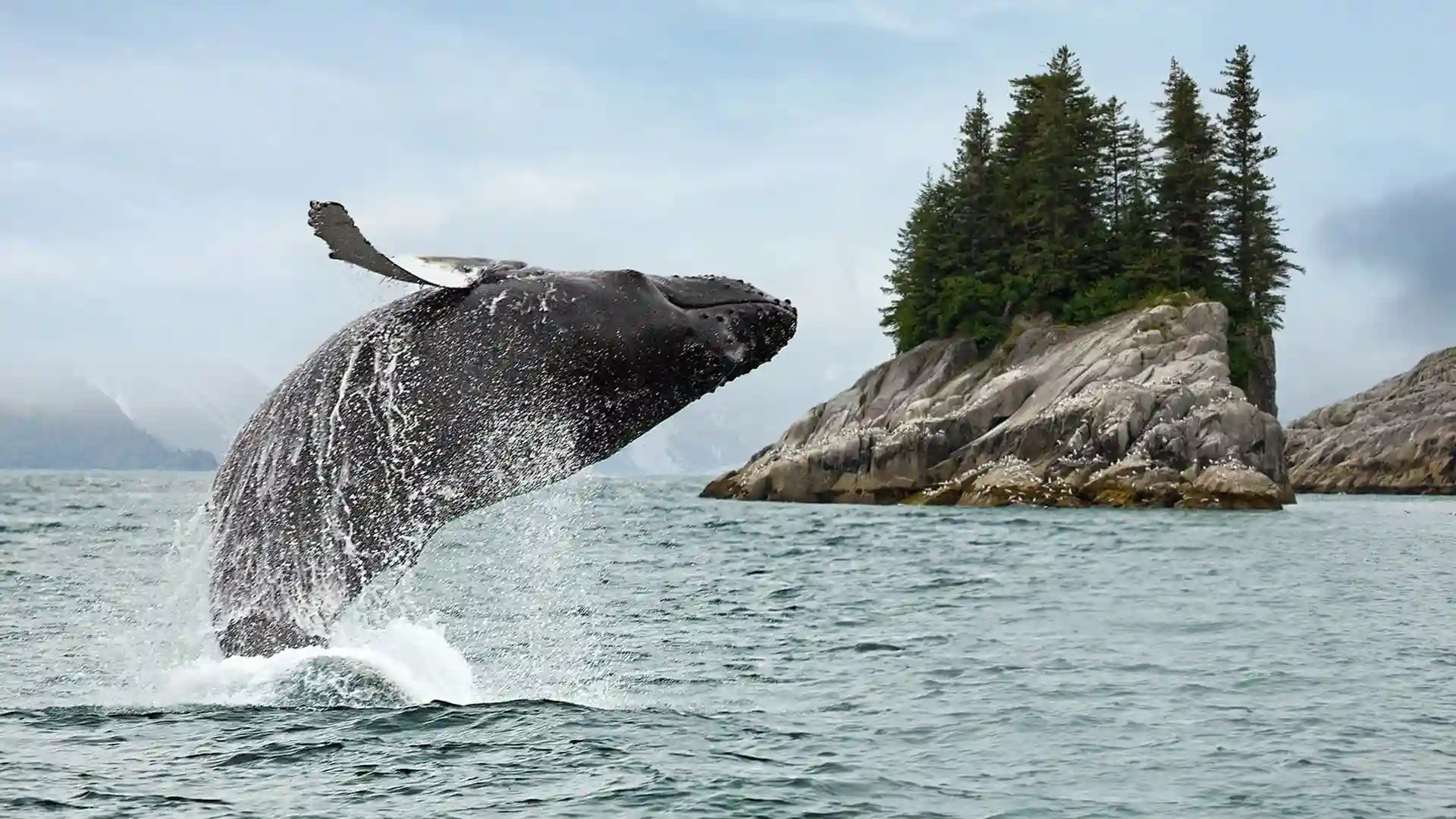 Whale jumping out of water near rocky land covered by trees.