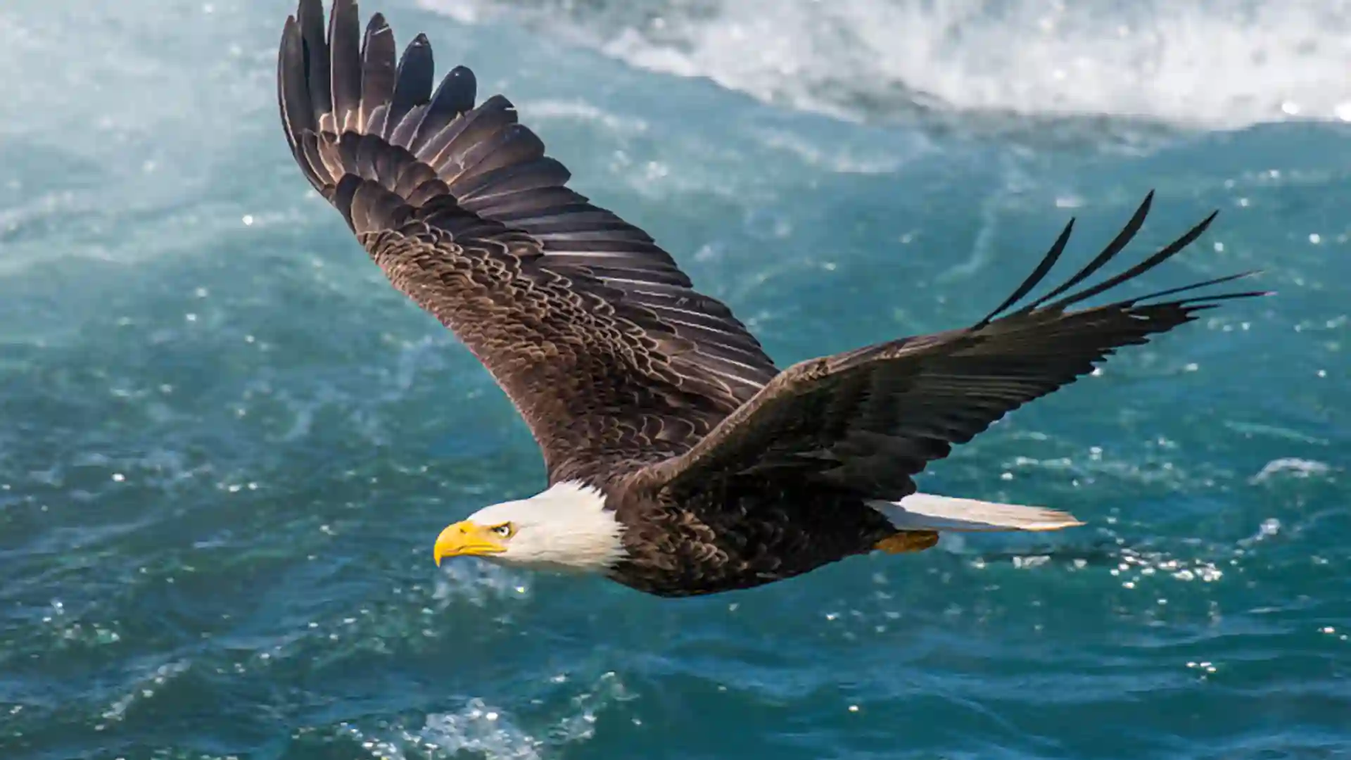 Bald eagle flying over blue waters.