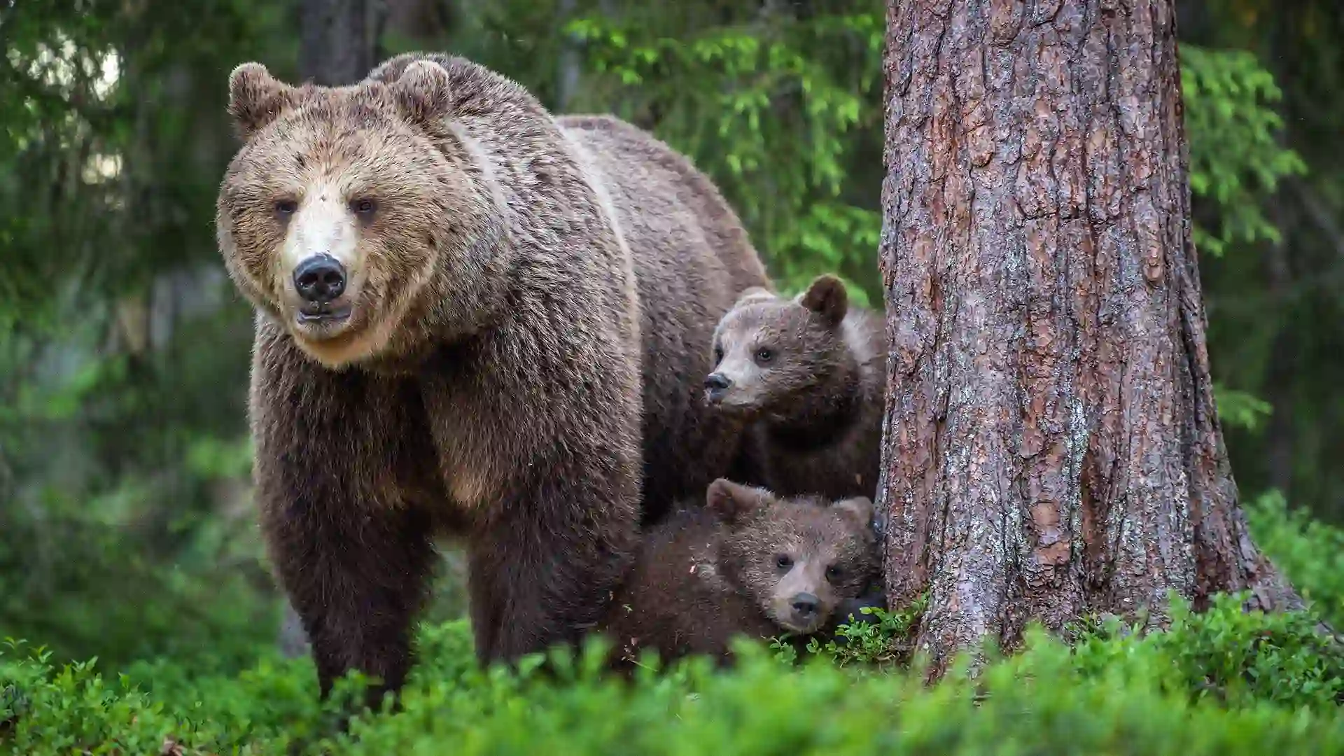 Bear and cubs peek around tree surrounded by green landscape.