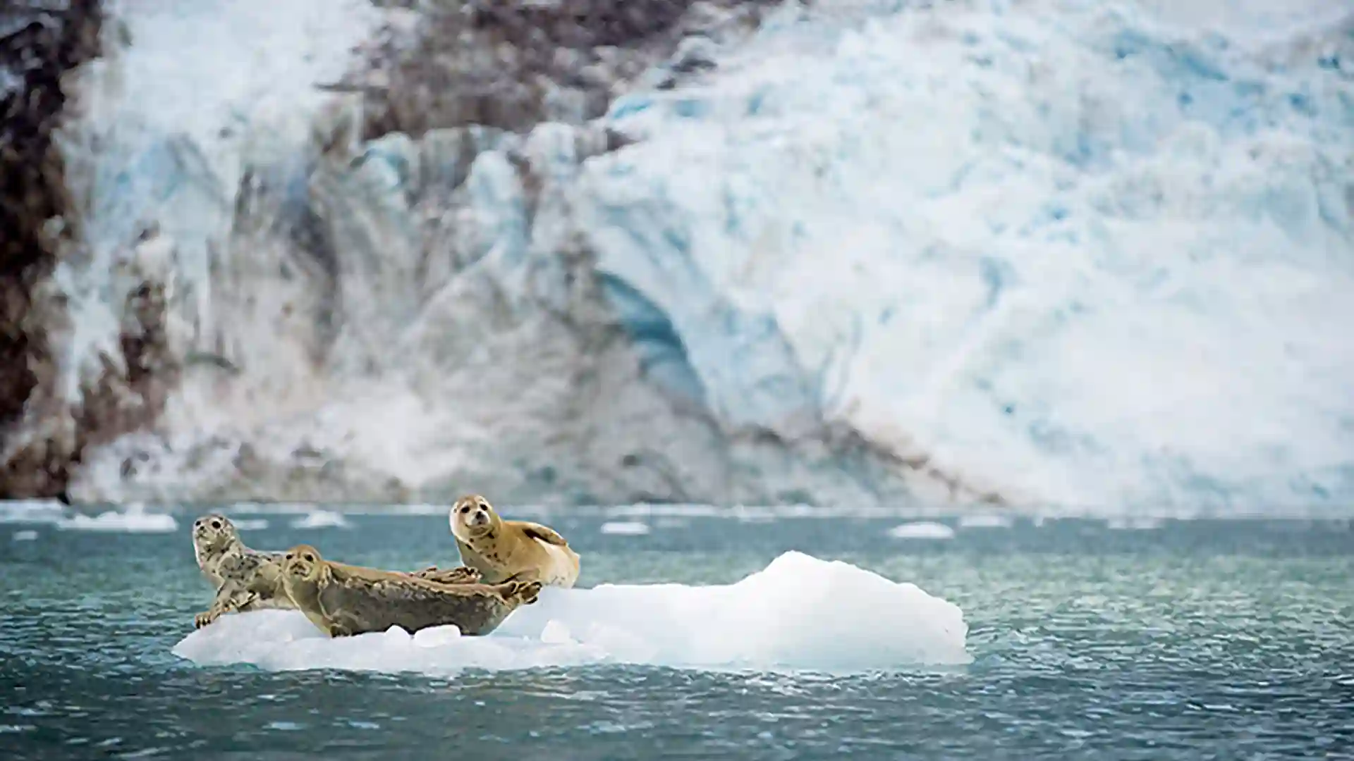 Harbor seals resting on glacier ice in Alaska.