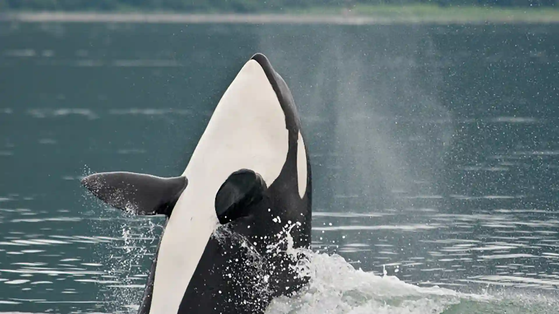 Orca whale splashing in water.