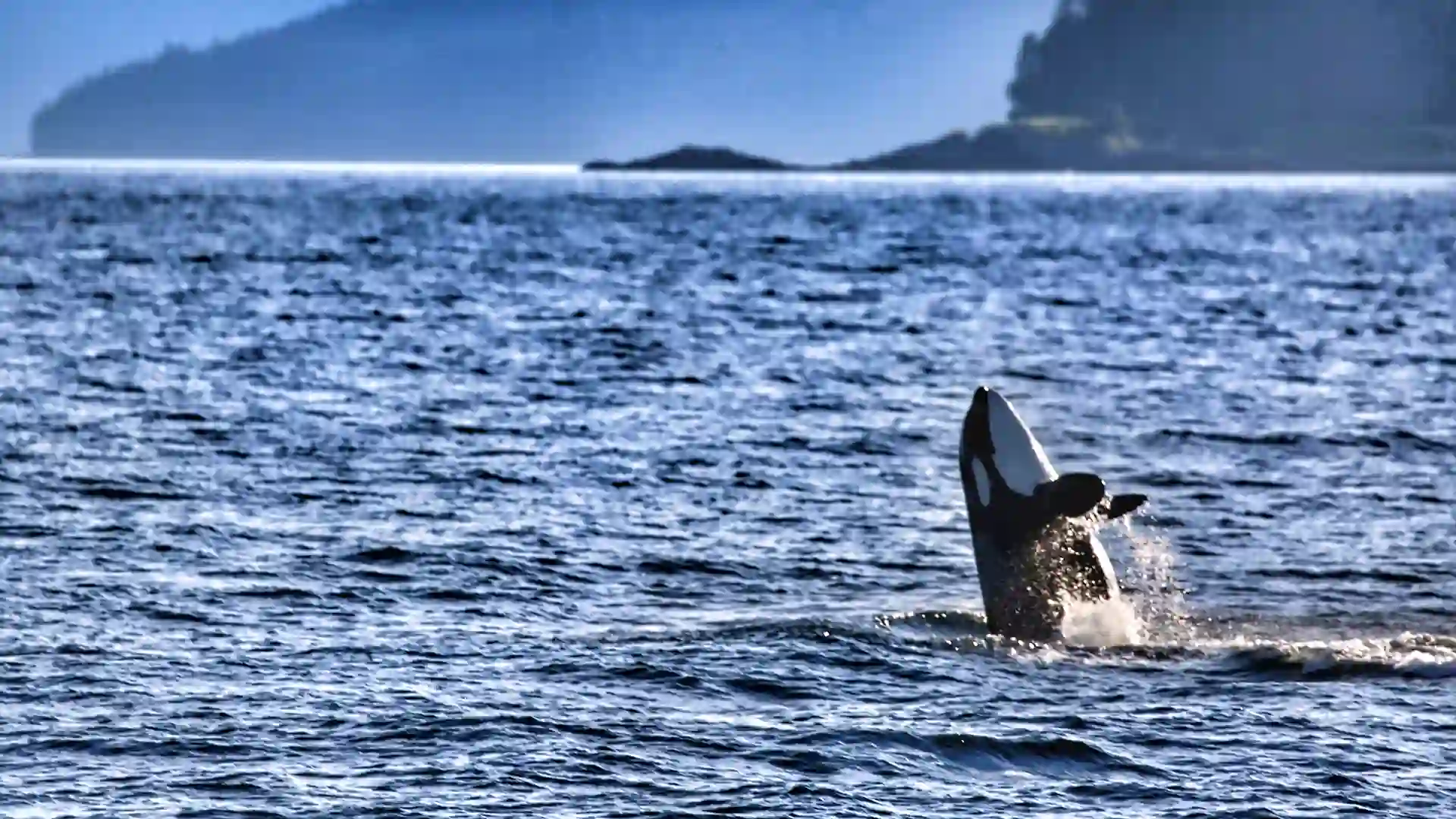 Orca whale jumping out of blue ocean with green landscape in background.