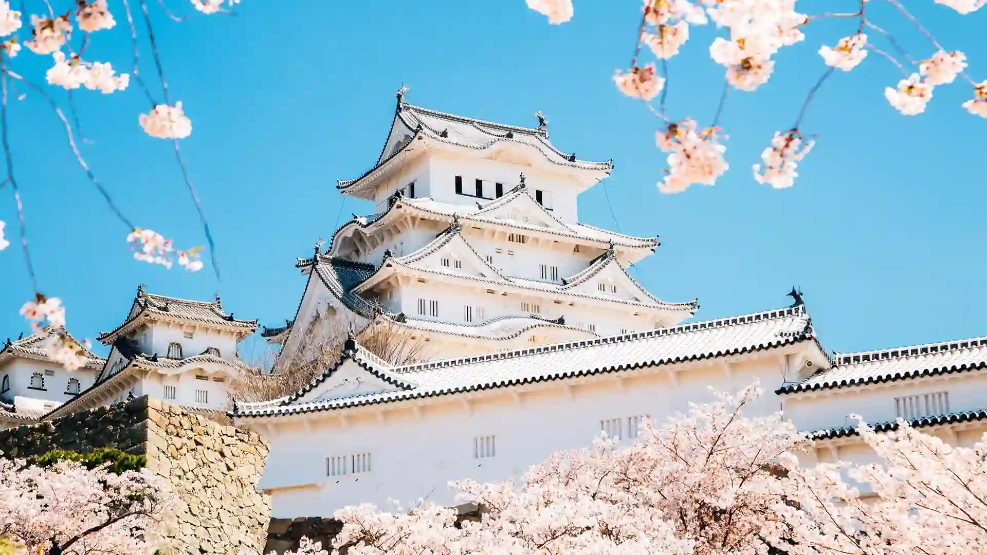Pink cherry blossoms bloom around white castle below blue sky.