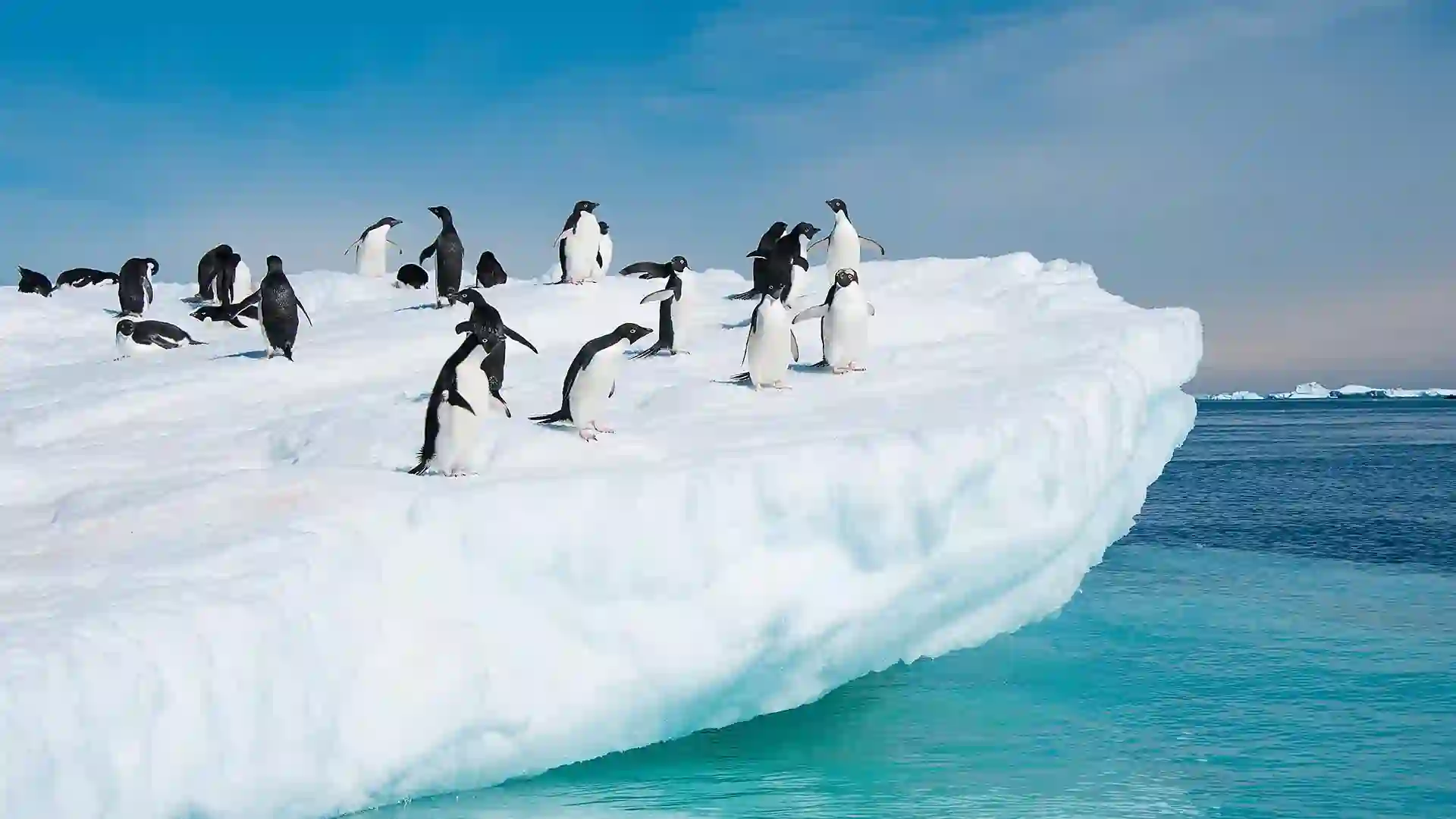 View of black and white penguins on floating ice surrounded by icy-blue waters.
