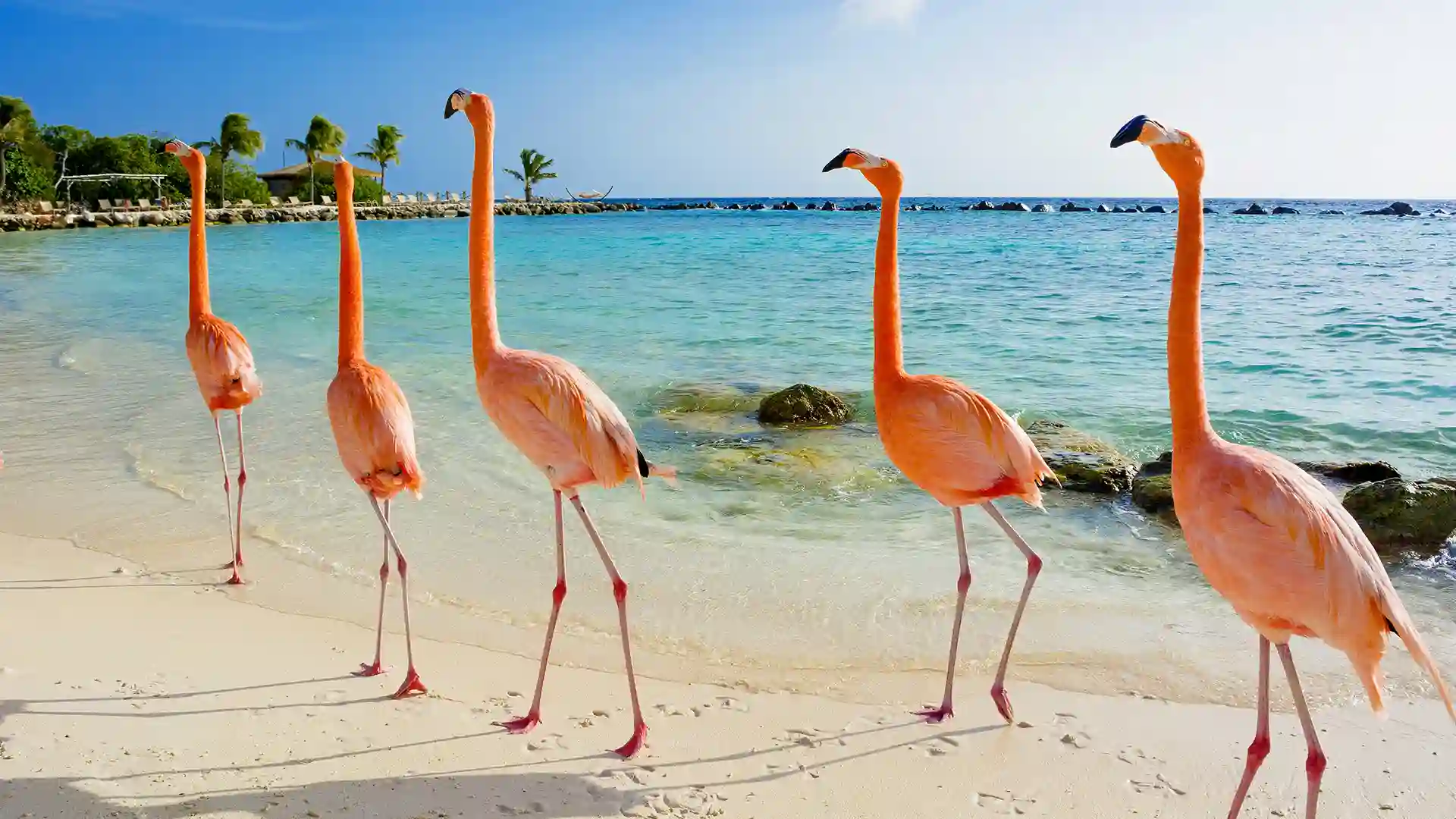 Flamingos in Aruba Pink flamingos walk along the shore.