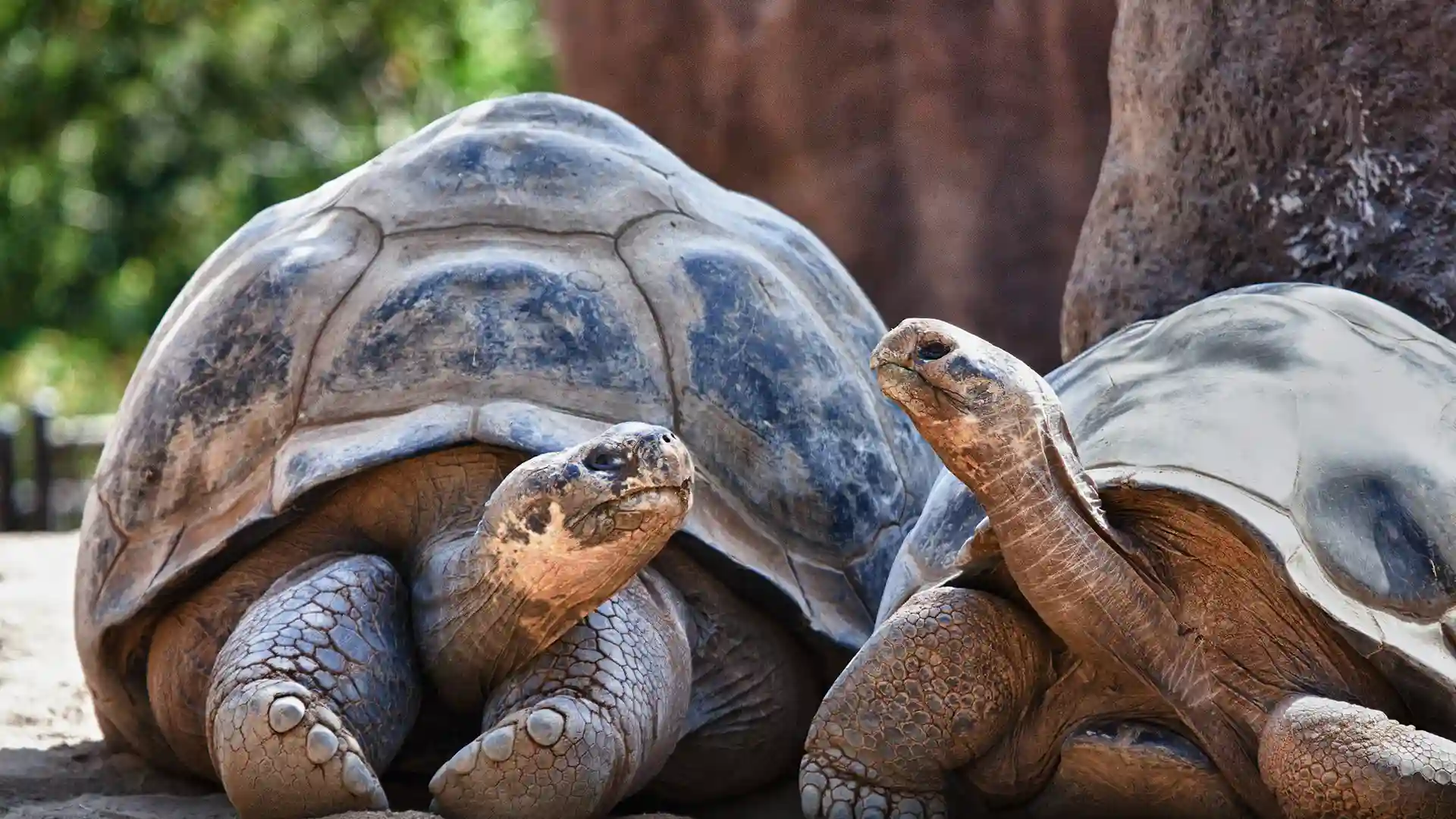 Galapagos Islands Tortoise South America Cruise Two Galapagos tortoises look at each other on the Galapagos Islands.