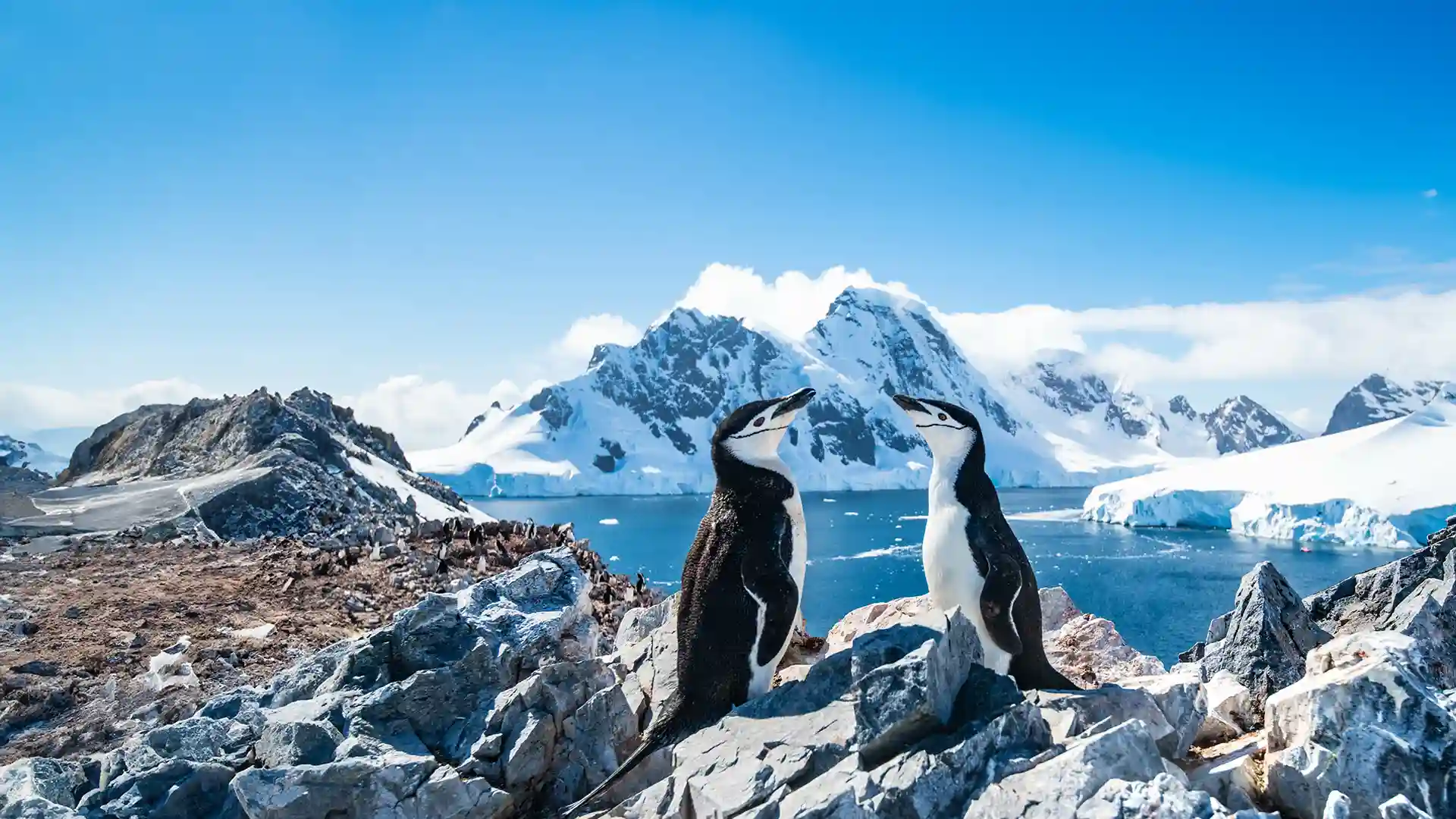 Penguins resting on icy landscape in Antarctica, surrounded by blue water and sky.