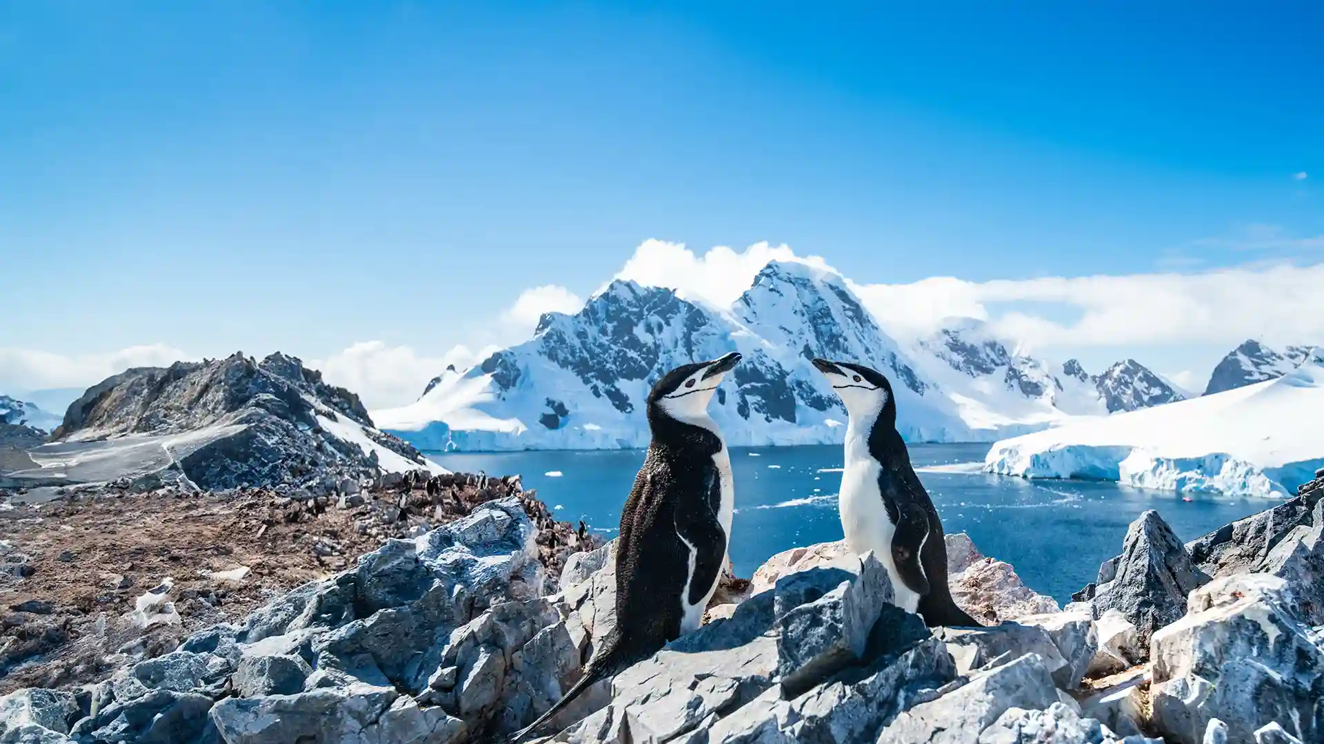 Antarctica Penguins Holland America Line Cruise Penguins resting on icy landscape in Antarctica, surrounded by blue water and sky.