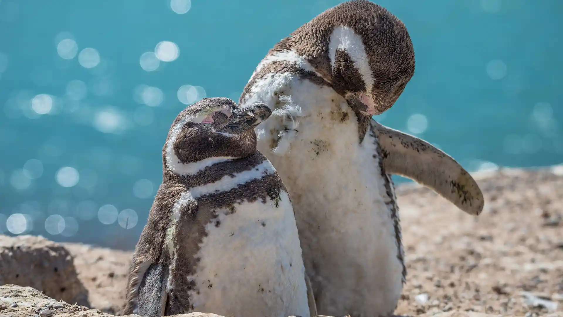Valdes Peninsula Magellanic Penguins View of two black and white Magellanic penguins near the water on the Valdes Peninsula in South America.