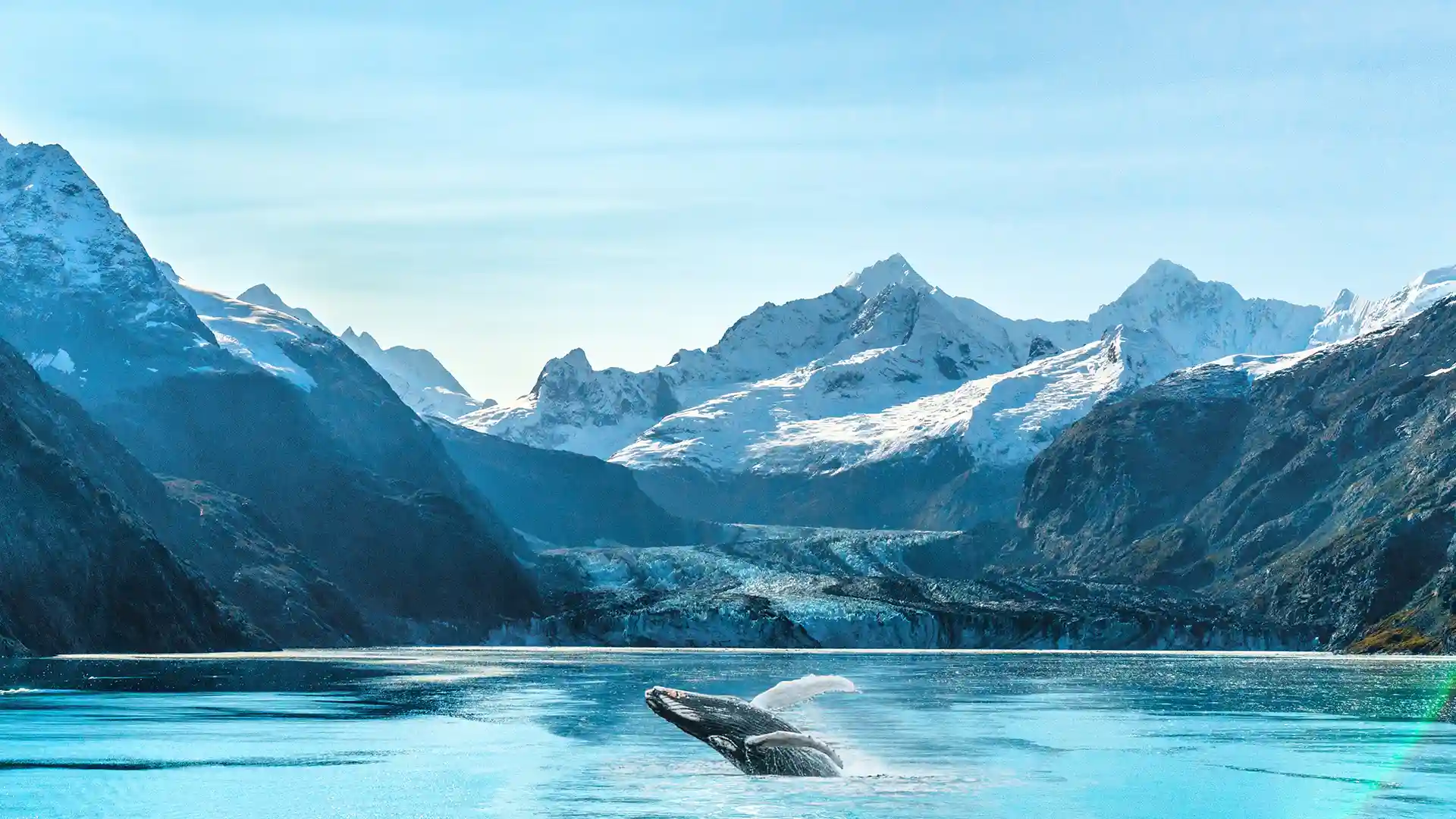 View of a whale breaching the ocean waters in front of an Alaska glacier and snowcapped mountains.