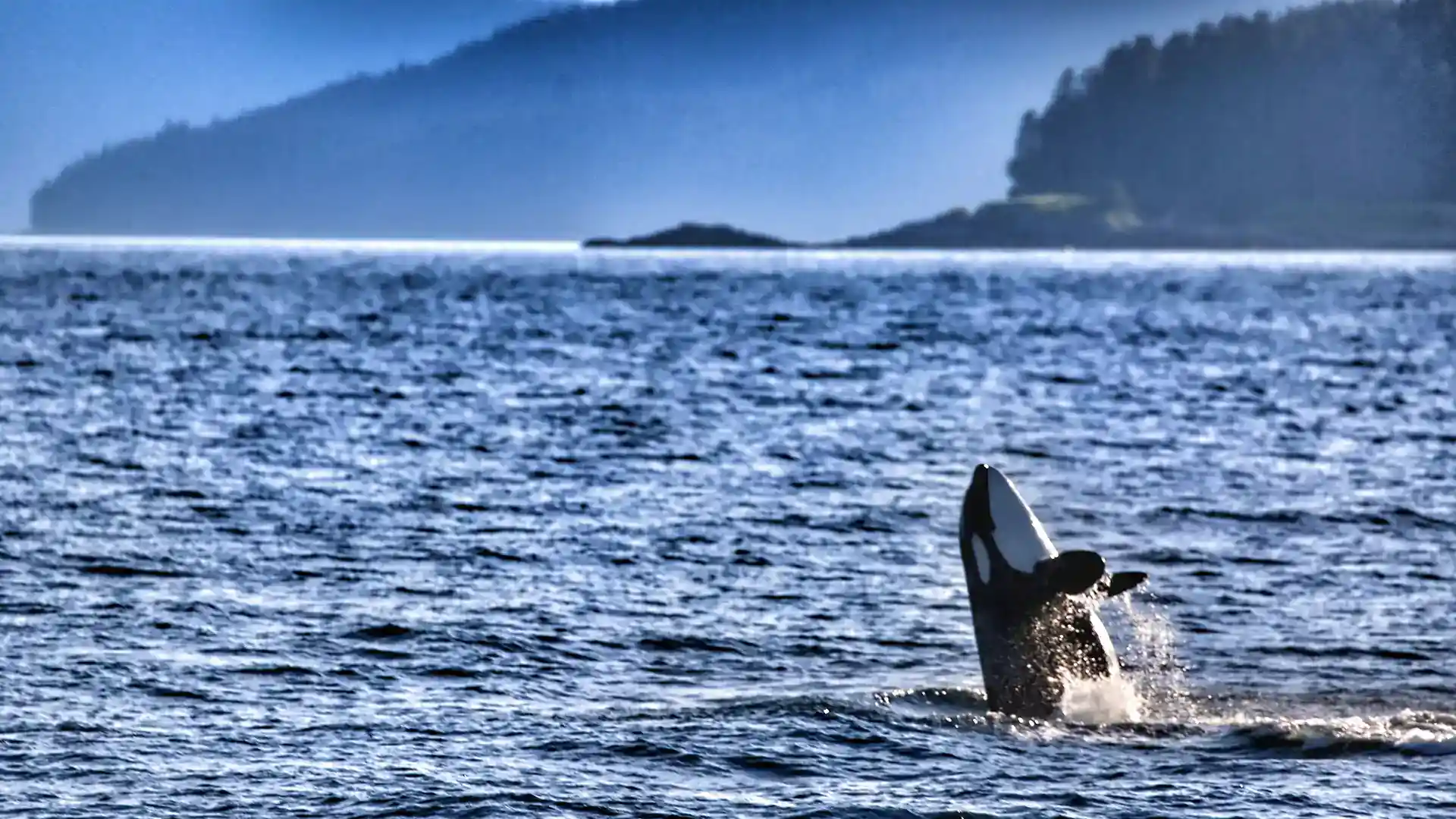 View of orca whale breaching through Alaska waters.