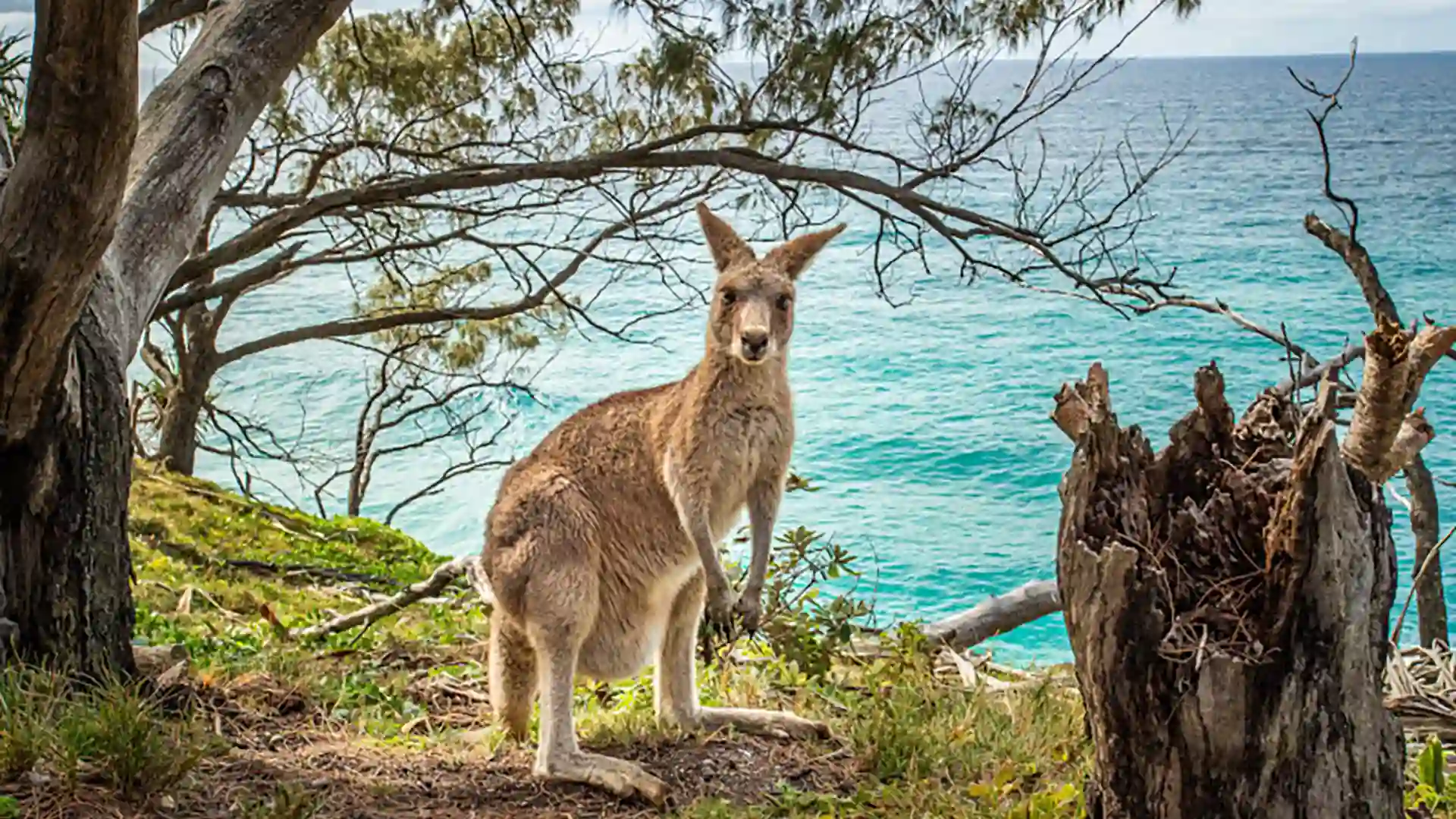 View of a kangaroo by tree with ocean in background.