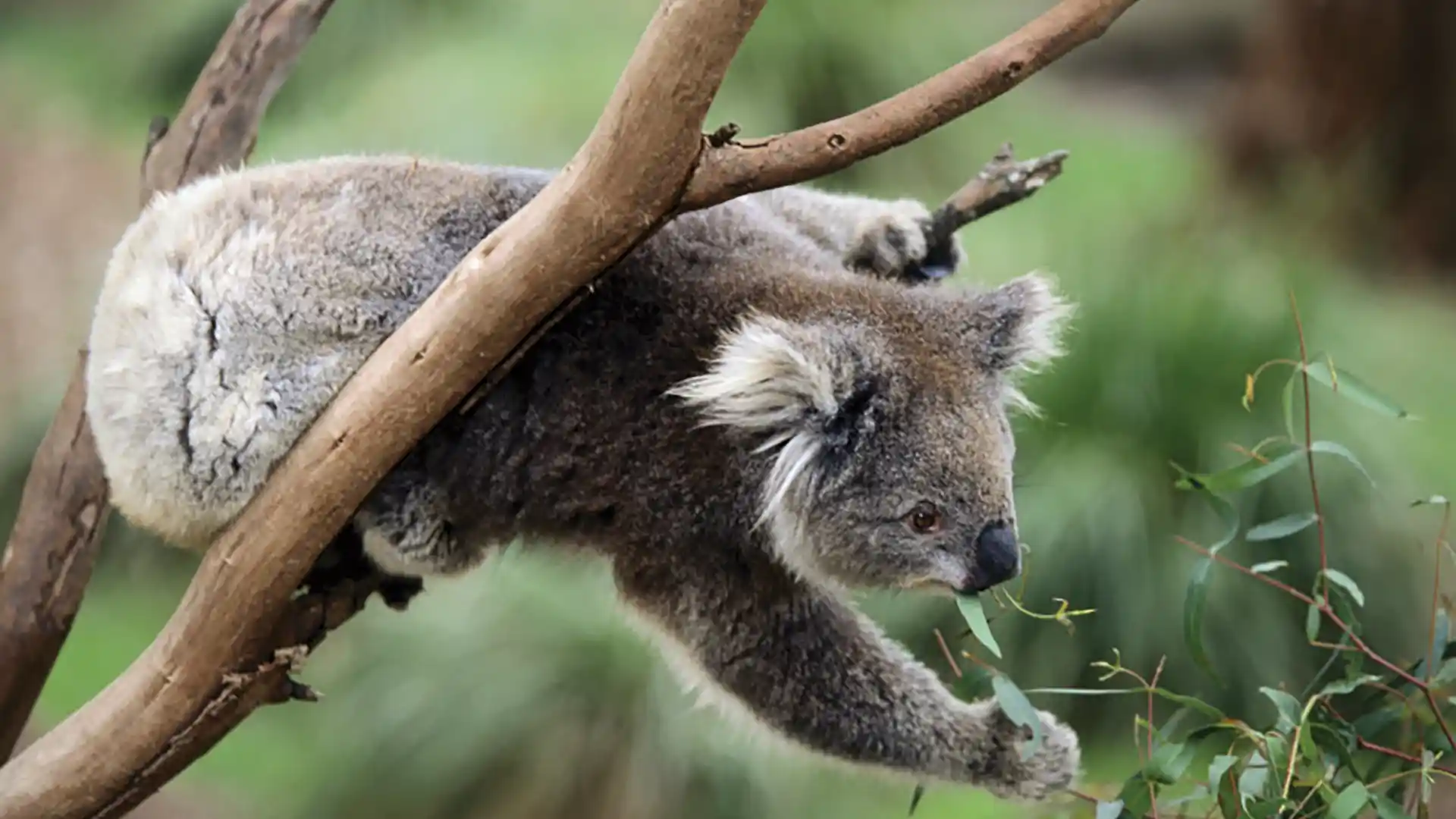 View of a koala in a tree in Australia.