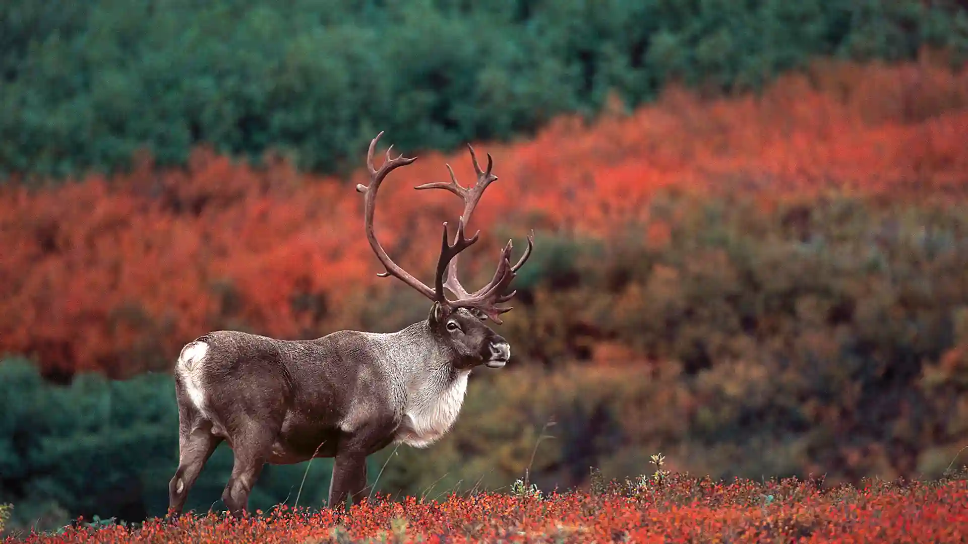 View of caribou in red-colored meadow in Alaska.