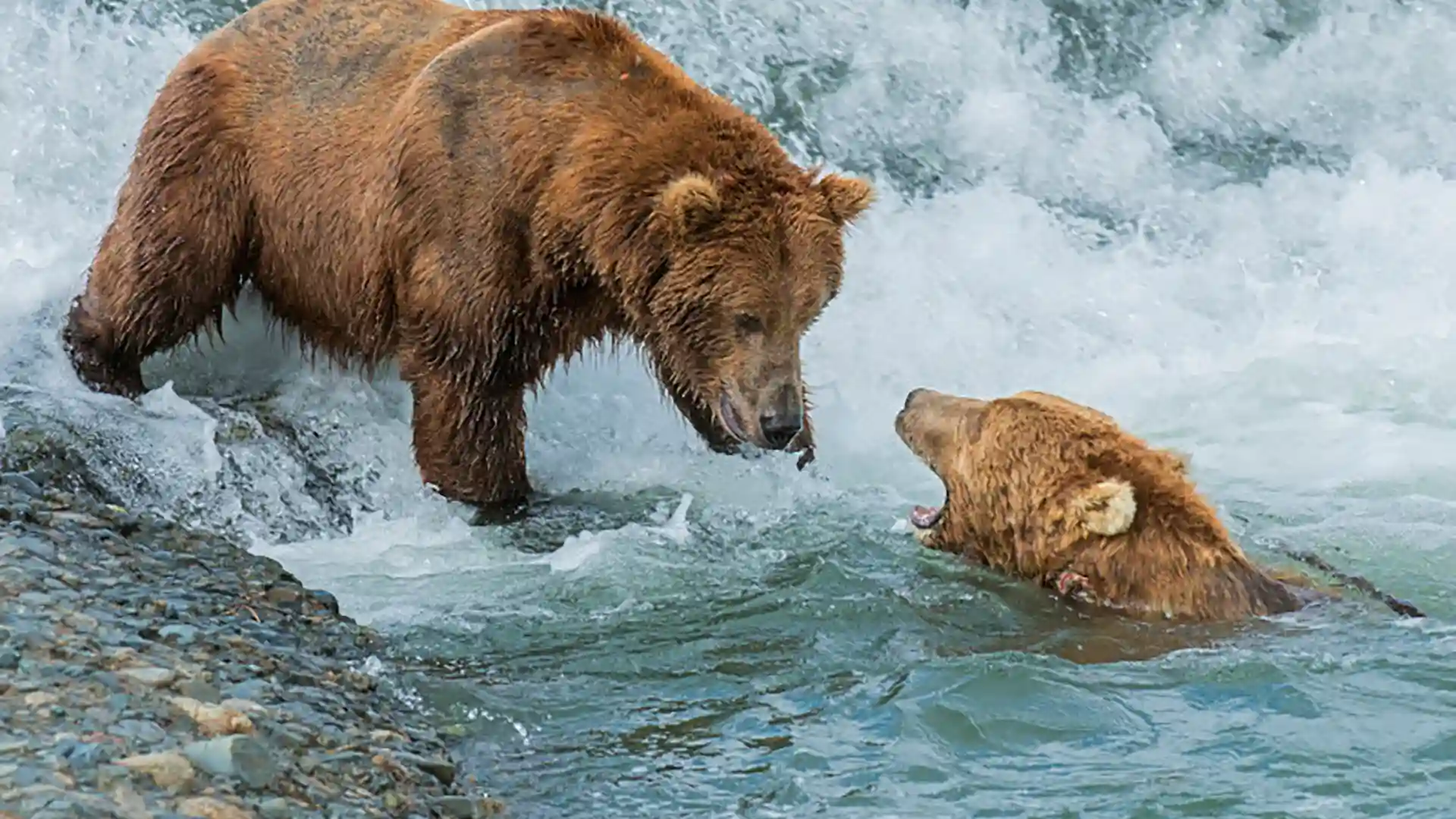 View of bears coming face to face in water in Alaska.
